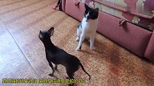 奶牛猫对上小鹿犬摆出干仗的姿势，谁知狗一开口猫就怂了