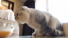 铲屎官喝汤时猫咪伸头就顶了上去，下一幕爆笑！