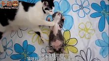 猫咪只生了一只独苗宝宝，宝贝的不行，睡觉都要搂着
