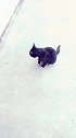 黑猫警长太霸气了