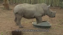 水獭跟主人讨吃的：这么明显的暗示你懂了没看完笑翻了