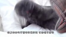13岁的猫咪临走前，强撑着与主人告别，猫咪的样子让主人泪目！