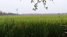 拼购村 2019苏宁易购新闻视频