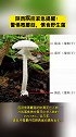 陕西疾控紧急提醒：警惕毒蘑菇，慎食野生菌！陕西