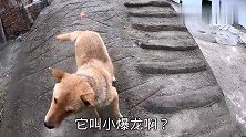 田园犬烧鹅怀孕，大着肚子给鸡翅都不吃，送到嘴边它居然扭头就走