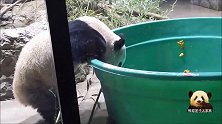 力大无穷的熊猫贝贝让巨型澡盆立起来，终于吃到了好吃的，好萌呀