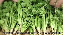 农村老妈告诉我香菜老一辈的做法，老秘方做了2大罐，邻居都爱吃