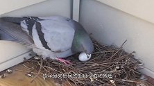 母鸡孵出了一窝小猫咪！事情的真相竟然是...