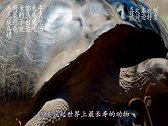 连鳄鱼都束手无策的乌龟，天敌终于出现，吃乌龟就像吃田螺