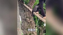 搞笑配音：一看就知道是奶奶家养的狗子，白白胖胖的