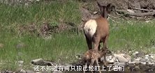 看见狼的驼鹿被追后，发生的事让人于心不忍，镜头记录下全过程
