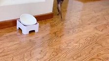 鹿犬要睡觉主人却捣乱，鹿犬接下来一番操作厉害了