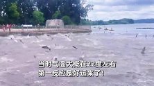 云南滇池突现“群鱼跳龙门”，目击者直呼好运：数百条鱼同时跳跃