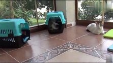 五只上蹿下跳的小猫，一只比一只皮，单亲猫妈很无奈