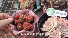英子介绍几款美肉，芙蓉布朗状态超级美，爱了