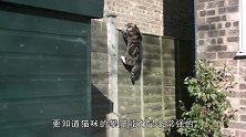 猫咪摔不死？它真的有9条命吗？镜头放慢10倍发现真相
