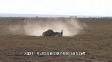 老狮王龙基托：为了母狮，死战亲兄弟，打出了最惨烈的一仗