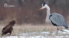 猎鹰和丹顶鹤抢食物，惹怒丹顶鹤将其踢飞，看着好过瘾