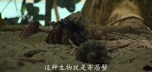 寄居蟹在地球上找到了新家：对它来说究竟是好事还是坏事