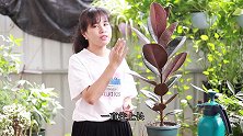 养橡皮树，及时剪一刀，再做好这个动作，枝繁叶茂，株型更美观！