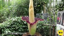 世界上最“臭”的花高3米7年开一次花，臭味能让人产生幻觉