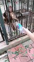 猴子你就不能加把劲吗，笨死了！