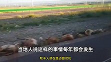汽车高速上冲向羊群，路人：撞死六十几只羊，估计要赔很多钱！