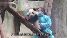 我叫你奶妈，你却把我当皮球拍，熊猫：这年头国宝都不好当了