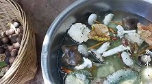 自然的馈赠野生菌，云南人不可少的美食，农村姑娘吃得津津有味