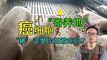 猪身上癌细胞“寄养地”，再香也别吃，每一口都是致癌物和毒素！