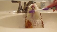 荷兰猪用牙刷洗澡的样子太逗了，它居然还有脖子