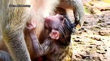 新生儿把猴妈抓的真紧，喝奶很陶醉