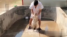 牛爸给狗狗洗澡，三炮跑是跑不掉的，只能乖乖享受