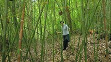 鹿碗儿：夏天的鲜竹笋+汉源坛子肉，味道绝了！
