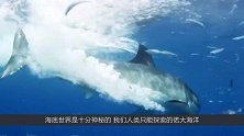 为什么世界上所有的海洋馆内，都没有大白鲨？得知真相后我哭了