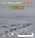 比大熊猫还珍稀的普氏野马 天山脚下马踏飞雪