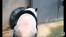 熊猫：其实我是虚胖，不信你看