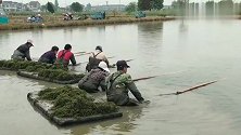 家门口致富！高淳桠溪轮叶黑藻水草苗收获助增收