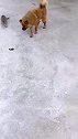 猫：狗哥，抓老鼠的差事儿就交给我吧！