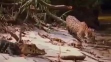 美洲豹以为鳄鱼已经死了，怎料鳄鱼回头就咬住了美洲豹，还是太轻敌了！