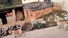 中华田园犬争强好胜，屡教不改，真让主人头疼