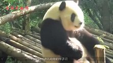 继熊猫叉腰之后，熊猫宝宝求抱抱又火了，网友：心都被萌化了！