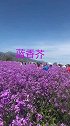 天山脚下的花海蓝香芥