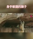 猴子也玩跑酷，这属于什么级别的