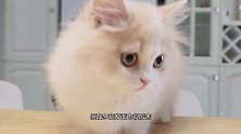 小猫三兄弟相认，相处困难重重，发生了什么