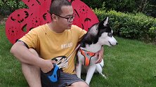 男子逼狗狗要饭，二哈带主人看了件东西，男主立马认怂求饶