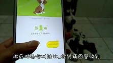 主人用狗语翻译器和二哈对话，二哈好像听懂了
