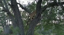 花豹暴露了自己行踪，眼睁睁看着树上的猎物被狮子吃掉
