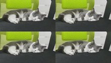 在椅子上睡嗨了的小猫咪被硬生生的搞醒啦！这事你干过没？