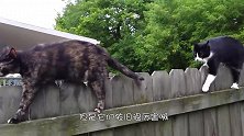 猫咪救助站突然闯进一个不速之客，十几只猫集体围攻，感觉好绝望